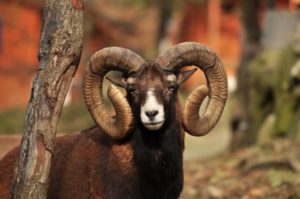 Leśny Park Niespodzianek - muflon